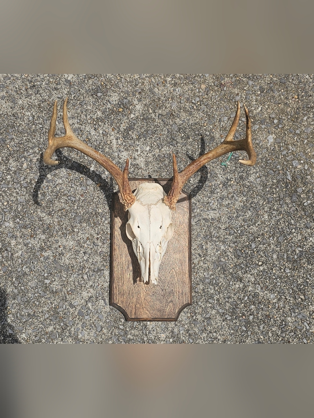 Mounted Deer Antler White Skull on Wooden Plaque - Taxidermy 8 Point Tan Antlers - Picture 2 of 3